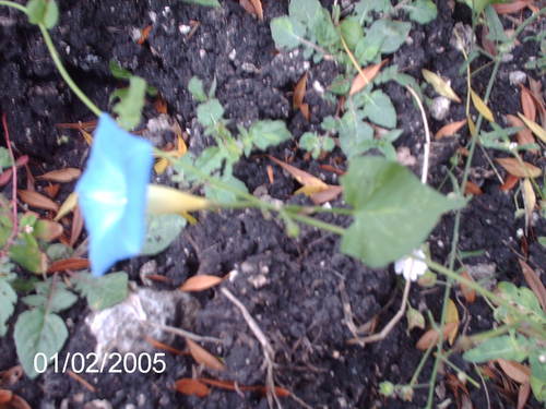 Image of Ipomoea cardiophylla by (c) Tereso Hernández Morales, some rights reserved (CC BY)