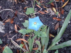 Ipomoea cardiophylla