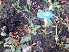 Ipomoea cardiophylla