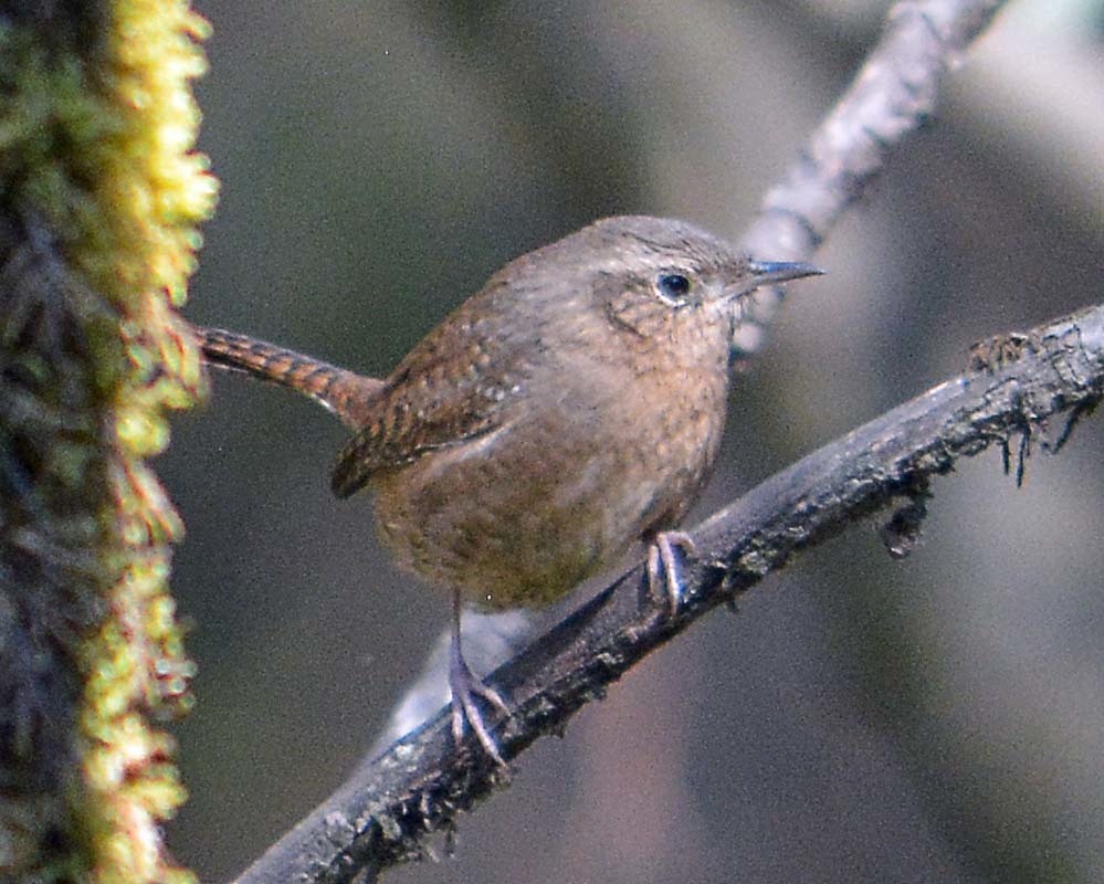 Brown-throated House Wren