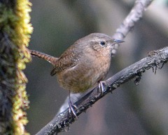 Troglodytes aedon brunneicollis