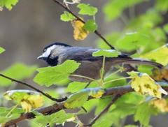 Poecile sclateri
