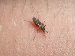 Aedes trivittatus