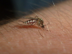Aedes trivittatus