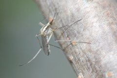 Aedes trivittatus