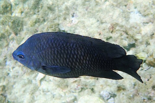 Pomacentrus arabicus