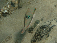 Canthigaster bennetti