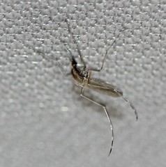 Aedes dorsalis