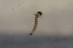 Ochlerotatus