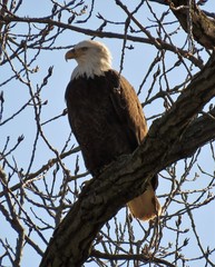 Haliaeetus leucocephalus