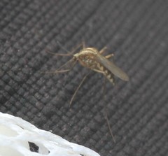 Aedes trivittatus