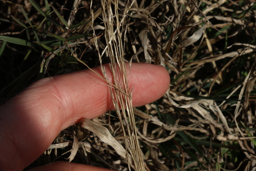 Finger Panic Grass (Digitaria porrecta)