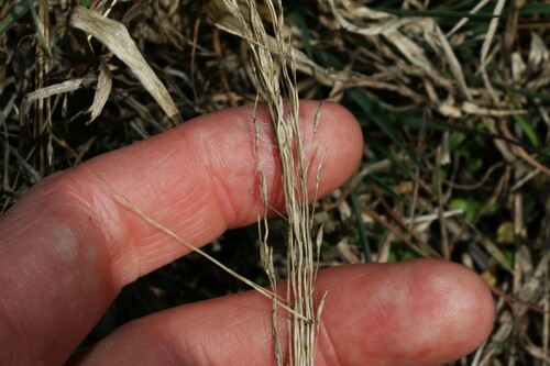 Image of Digitaria porrecta by (c) Greg Tasney, some rights reserved (CC BY-SA)