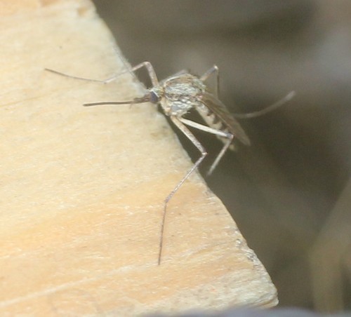 Snow Mosquito photo 5