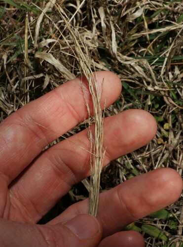 Image of Digitaria porrecta by (c) Greg Tasney, some rights reserved (CC BY-SA)