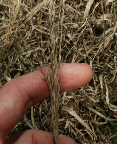 Image of Digitaria porrecta by (c) Greg Tasney, some rights reserved (CC BY-SA)