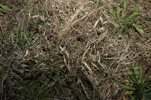 Image of Digitaria porrecta by (c) Greg Tasney, some rights reserved (CC BY-SA)
