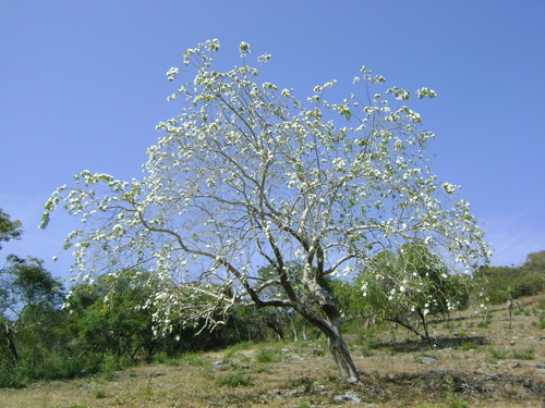 Cazahuate (Ipomoea wolcottiana)