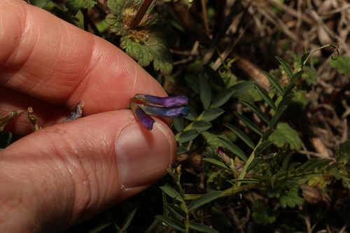 Image of Vicia monantha by (c) Greg Tasney, some rights reserved (CC BY-SA)