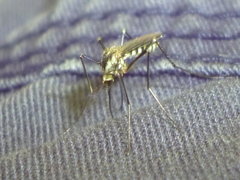 Aedes triseriatus