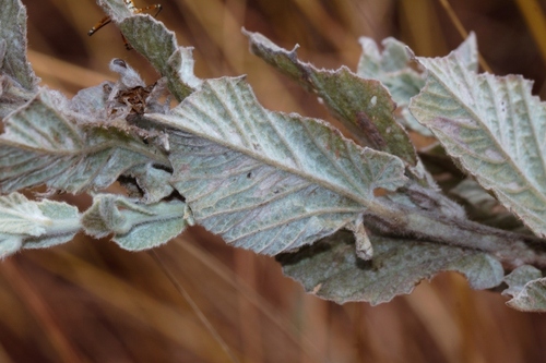 Convolvulus randii image