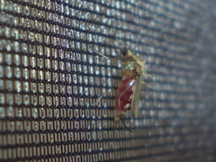 Ochlerotatus