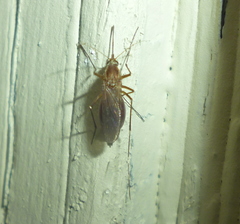 Aedes canadensis canadensis