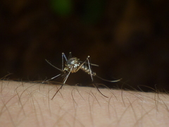 Aedes triseriatus