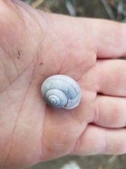 Cahuillus indioensis