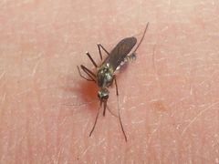 Aedes triseriatus