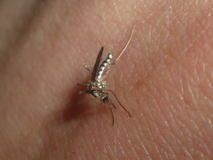 Aedes triseriatus