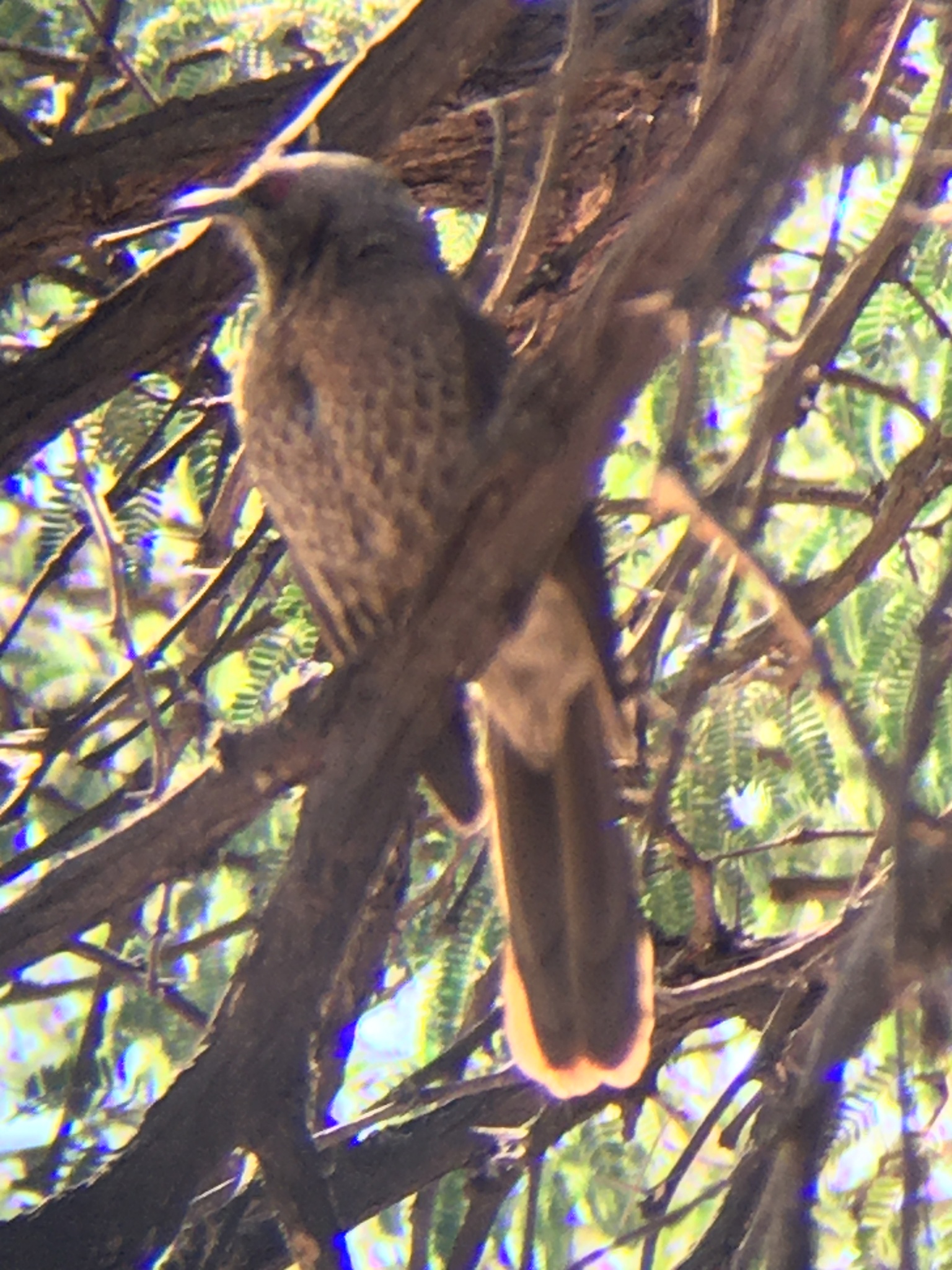 Hartlaub's Babbler (Turdoides hartlaubii)