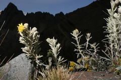Senecio sublutescens