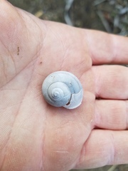 Cahuillus indioensis