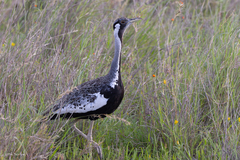 Hartlaub's Bustard photo 2