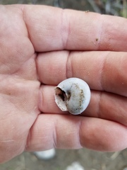 Cahuillus indioensis