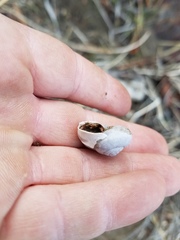 Cahuillus indioensis