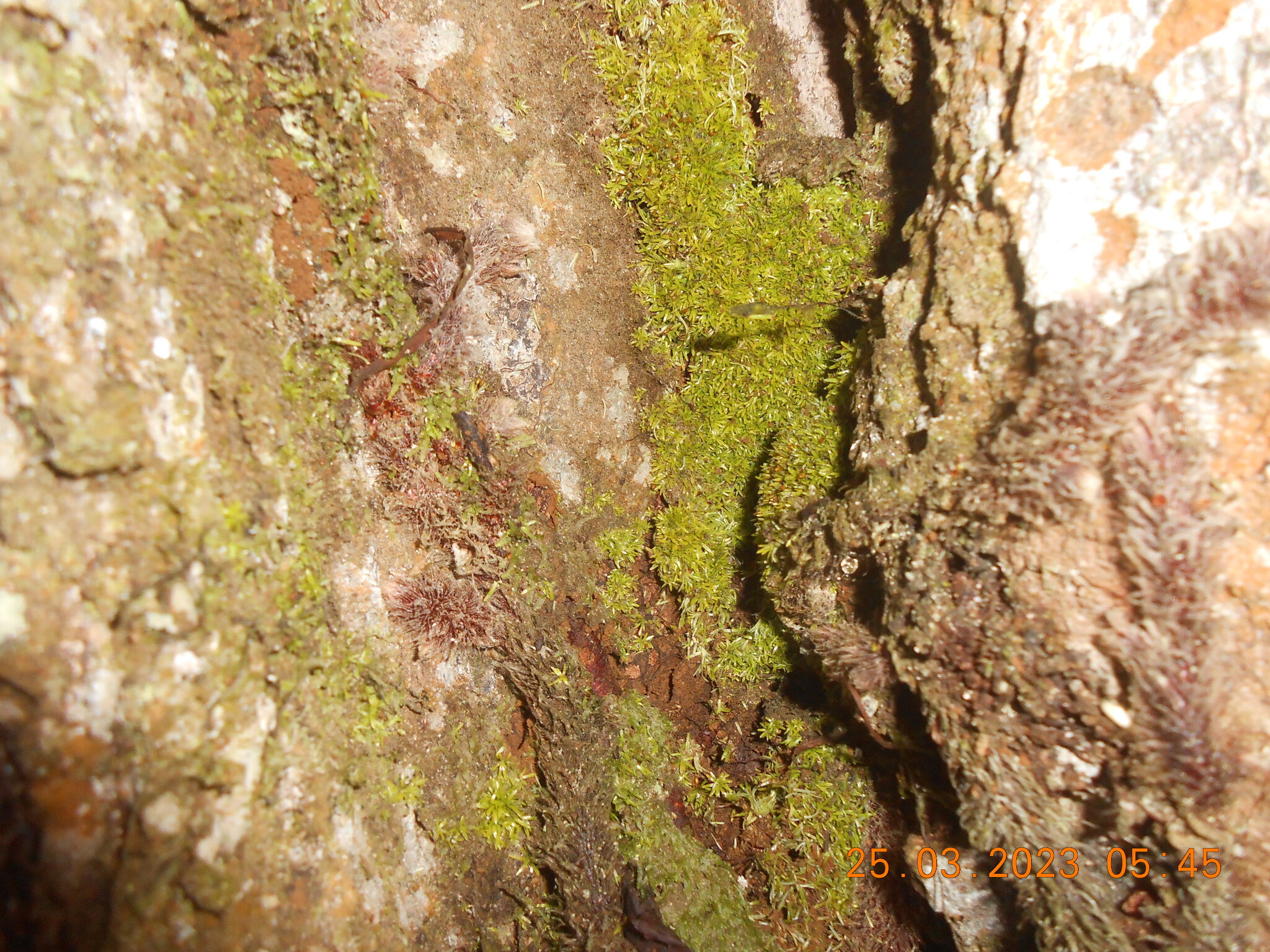 Octoblepharum albidum — ảnh 2