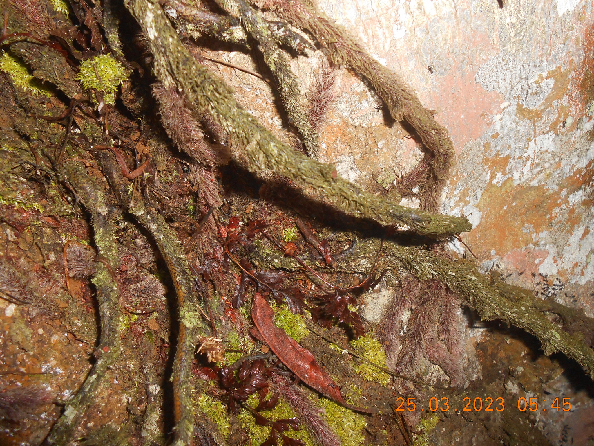Octoblepharum albidum — ảnh 3