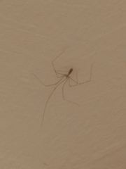 Pholcus phalangioides