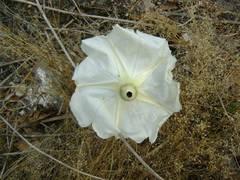 Ipomoea wolcottiana