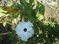 Ipomoea wolcottiana