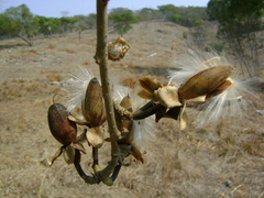 Ipomoea wolcottiana