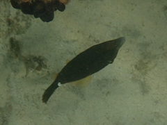 Cantherhines pardalis