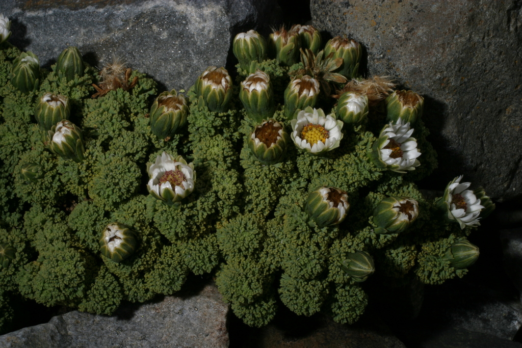 Werneria dactylophylla