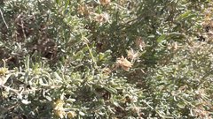 Atriplex canescens laciniata