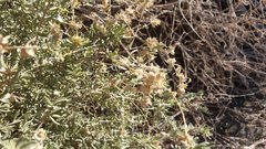 Atriplex canescens laciniata
