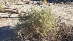 Atriplex canescens laciniata