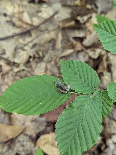Gray Treefrog photographed in New Jersey