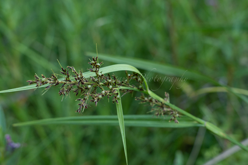 Scleria terrestris iNat (1)